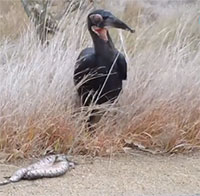 Rắn độc ghép đôi bị chim hồng hoàng mổ chết