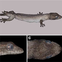 Phát hiện loài thạch sùng dẹp mới tại Vườn Quốc gia Cát Tiên