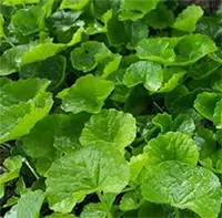 Chuyên gia chỉ ra 4 loại "cây nhà lá vườn" giúp hạ sốt hiệu quả