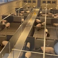 Ngắm giống lợn cực hiếm từ phòng khách sạn: Dịch vụ độc lạ gây sốt với giá 29 triệu đồng/đêm