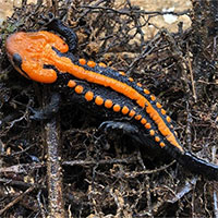 Phát hiện loài cá cóc sần cực đẹp và hiếm ở Ngọc Linh