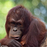 Đười ươi phát ra âm thanh tương tự beatbox của con người