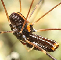 Loài nhện kỳ lạ có 3 loại con đực khác nhau