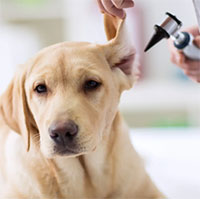 Cảnh báo loại nấm gây chết người trong tai thú cưng