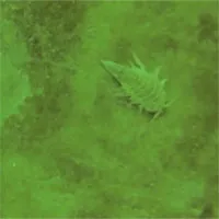 Có gì bên dưới lớp băng vùng cực?