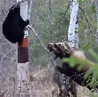 Nai sừng tấm mẹ xua đuổi khiến gấu đen phải trèo vội lên cây