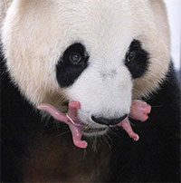 Cặp gấu trúc song sinh đầu tiên được sinh ra ở Hàn Quốc