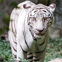 Thực tế đen tối và bi kịch của những con hổ trắng