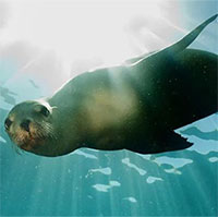 Vì sao sư tử biển bỗng hung dữ với con người?