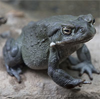 Loài cóc bị săn trộm để lấy chất gây ảo giác mạnh