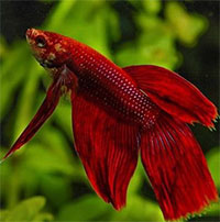 Phát hiện độc đáo của giới khoa học Thụy Điển suốt 24 năm về Trái đất nóng lên