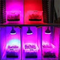 Thiết bị chiếu sáng kích thích rau mầm lớn nhanh