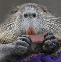 Mỹ thiệt hại hơn 700 tỷ đồng vì loài vật xâm lấn nặng 9kg có khả năng sinh tới 200 con