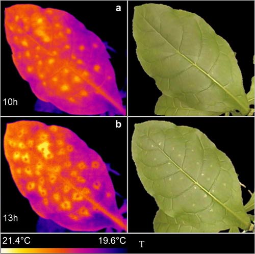 Sự di truyền tính nhớ Stress ở thực vật