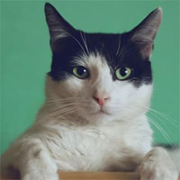 Cúm cực độc nhảy loài, mèo chết hàng loạt: WHO đánh giá nguy cơ ở người