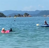 Cá heo đâm gãy xương sườn người đi biển