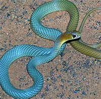 Australia phát hiện loài rắn độc mới