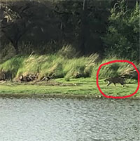 Hổ săn cá sấu ai ngờ bị tấn công ngược