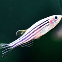 Loài cá được Trung Quốc đưa lên Trạm Vũ trụ Thiên Cung có gì đặc biệt?