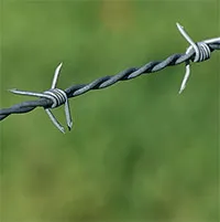 Dây thép gai - phát minh ấn tượng của thế kỷ 19