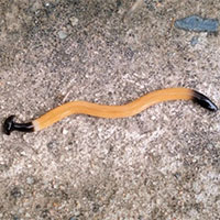 Giun độc như cá nóc xâm chiếm bờ đông nước Mỹ