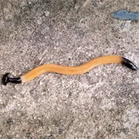 Giun độc như cá nóc xâm chiếm bờ đông nước Mỹ
