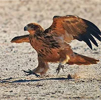 Đại bàng "tung cước" hạ gục linh dương con chỉ trong chớp mắt