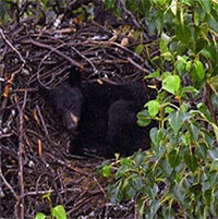 Gấu đen đột kích tổ đại bàng trong căn cứ quân sự