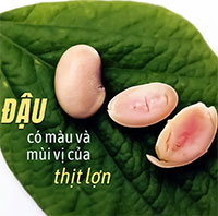 Biến đổi gene ở đậu nành để cho ra hạt đậu có màu và mùi vị của thịt lợn
