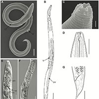 Hồi sinh giun tròn đông cứng 46.000 năm ở Siberia