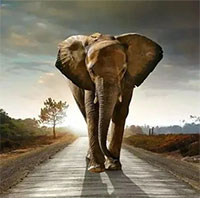 Voi không có kẻ thù tự nhiên, không bị ung thư, tại sao không có con nào có thể sống đến lúc chết già tự nhiên?