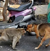 Chiến tranh giữa các loài vật còn bi thảm hơn nhiều so với tưởng tượng của con người