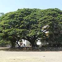 Mỹ chuyển cây me tây 100 tuổi tới nơi ở mới