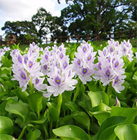 Loại cây người Việt thường vứt bỏ hóa ra lại là vị thuốc quý, món ăn ngon tại nhiều nước