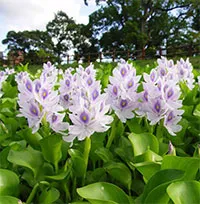 Loại cây người Việt thường vứt bỏ hóa ra lại là vị thuốc quý, món ăn ngon tại nhiều nước