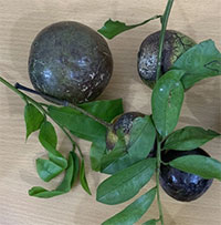 Quả hồng châu gây ngộ độc có chứa chất kịch độc như lá ngón