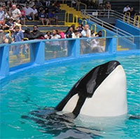 Kế hoạch trả tự do cho cá voi sát thủ sau 53 năm