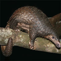 Vảy tê tê có thể cứng đến mức hàm răng của sư tử cũng không thể đâm thủng