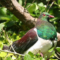 Vì sao loài chim bồ câu gỗ New Zealand được mệnh danh là 