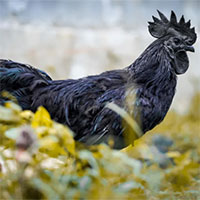 Giải mã giống gà đen từ xương đến nội tạng