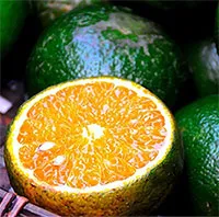 Top 10 loại quả ít đường giúp chị em phòng chống lão hóa