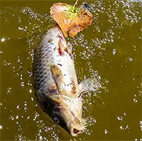Bí ẩn trong lòng "hồ ma" tái sinh ở Mỹ