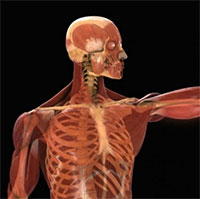 Sau độ tuổi 20, đâu là thay đổi lớn nhất trong cơ thể con người?