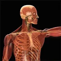 Sau độ tuổi 20, đâu là thay đổi lớn nhất trong cơ thể con người?