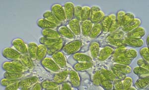 Ứng viên hàng đầu của nhiên liệu sinh học