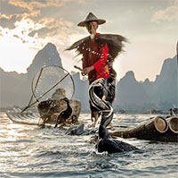 Tại sao nhiều nơi lại cấm đánh bắt cá bằng chim cốc?