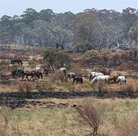 Kế hoạch xóa sổ ngựa hoang của Australia