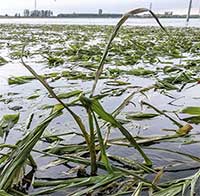 Mưa lũ kỷ lục nhấn chìm 