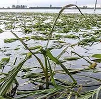Mưa lũ kỷ lục nhấn chìm "vựa lúa" của Trung Quốc, gây lo ngại về an ninh lương thực