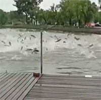 Hàng trăm con cá nhảy lên khỏi mặt hồ ở Trung Quốc, chuyện gì xảy ra?